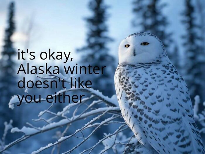 A snowy owl with yellow eyes perches on a snow-covered branch in Alaska, featuring a funny meme about winter.