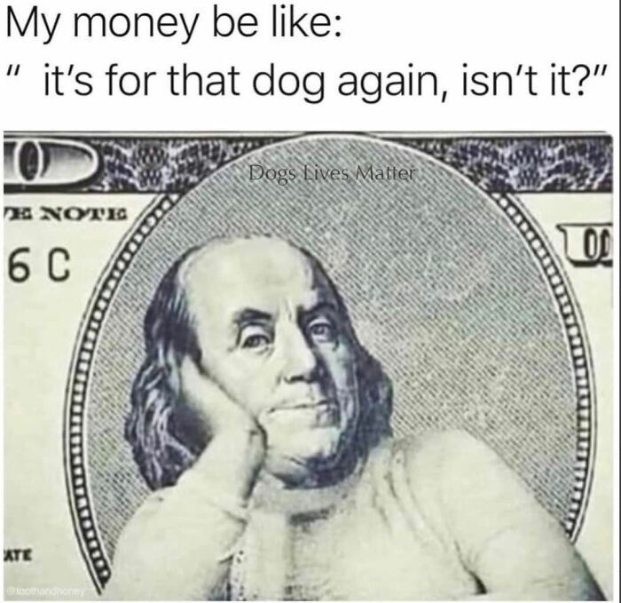 Funny dog meme with Benjamin Franklin on a dollar bill looking skeptical about spending money on dogs.