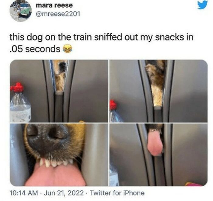 Dog sniffing snacks through train seat gap in funny and mischievous dog meme featuring cute dog behavior.