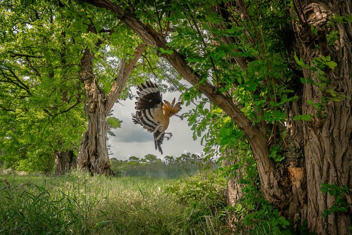 Birds, Finalist: A Moment Of Care- The Hoopoe On Its Way To The Nest By Karlheinz Reichert