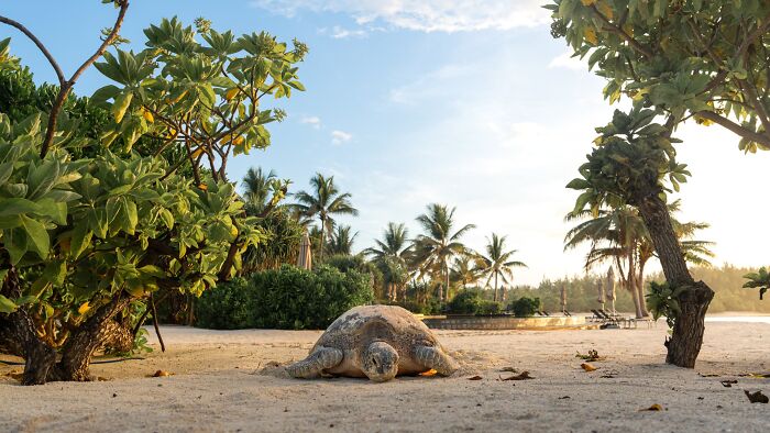 Environmental Impact, Finalist: A Walk Next To The Pool By Théo Guillaume