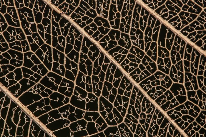 Plant Life, Finalist: A Dried Leaf Is What Shows The Intricate Patter Of Life That Once Lived Inside It By Aneesh Bhasin