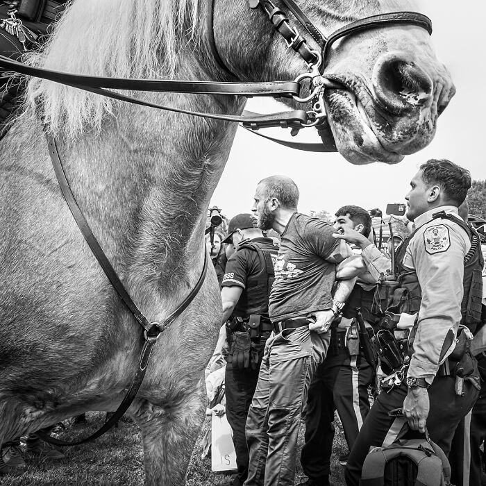 Arrested Protestor And Horse From The Series 'Resist' By Prescott Lassman