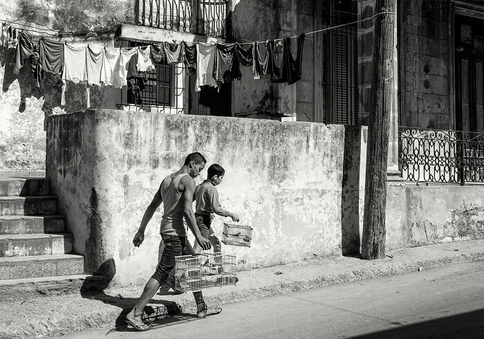 Bringing Home The Birds From The Series 'Cuba, People In The Countryside' By Beamie Young