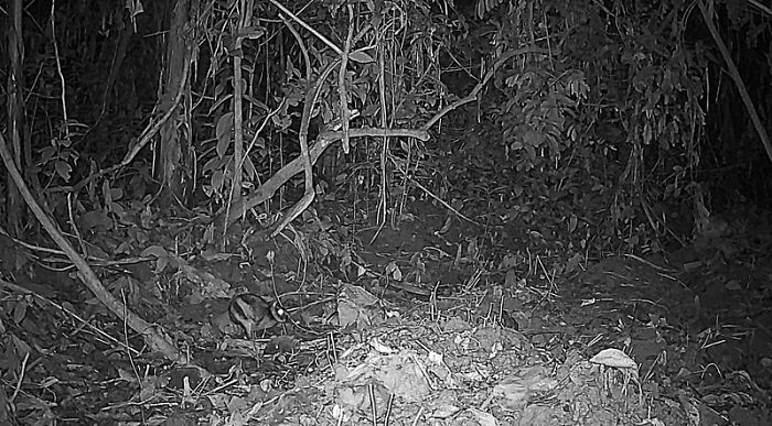 Annamite Striped Rabbit In Pu Mat National Park, Vietnam