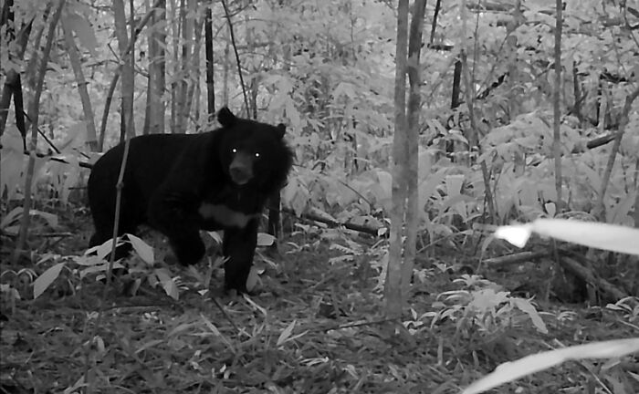 Asiatic Black Bear (Moon Bear)