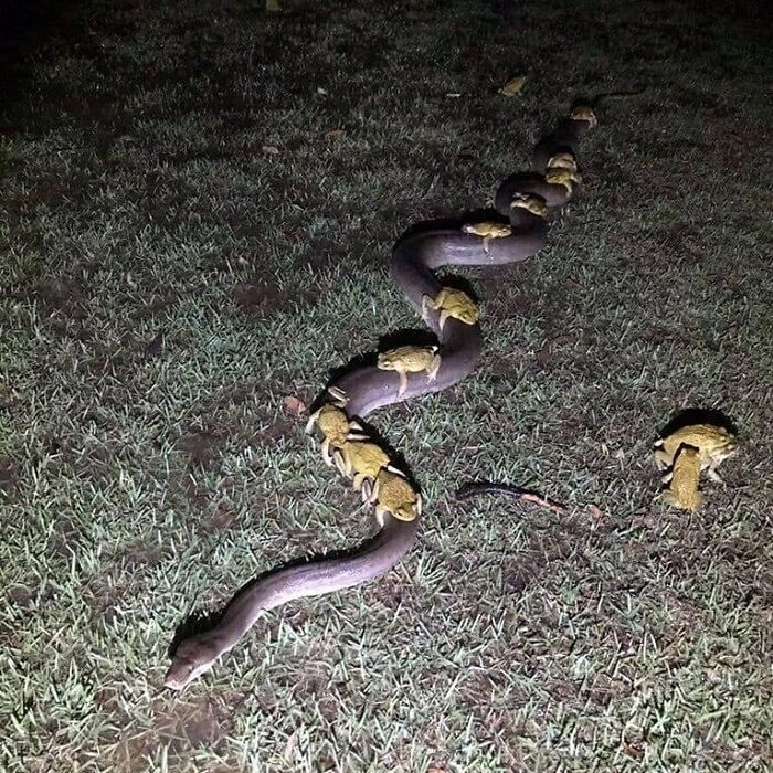 Cursed image of many frogs riding on the back of a large snake through grass at night, confusing and amusing.