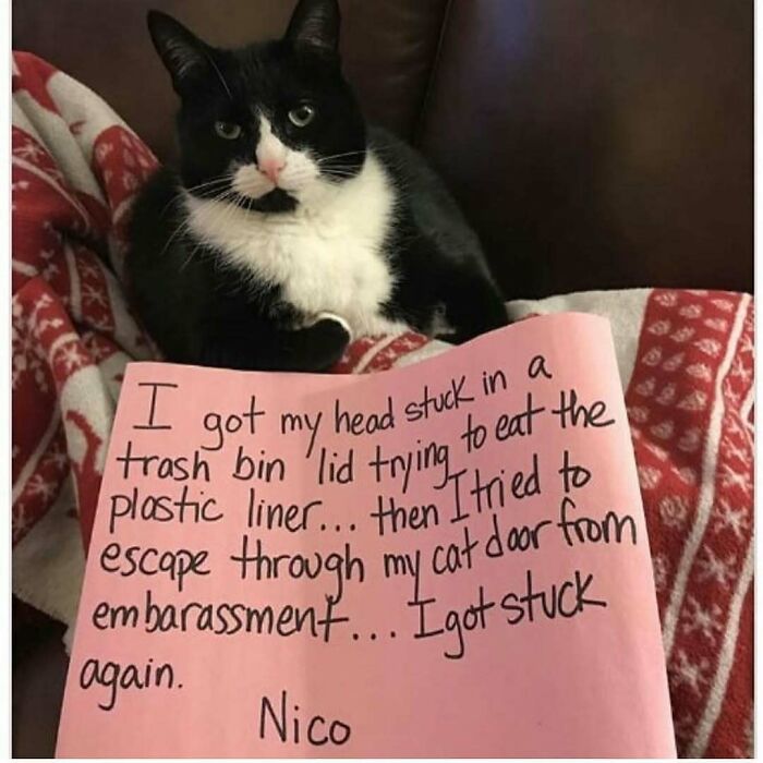 Black and white cat with a sign shaming its hilariously horrible crimes of getting stuck in a trash bin and cat door.