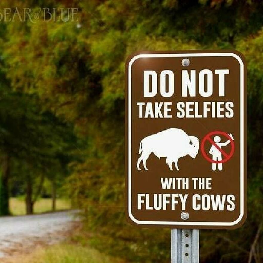 Brown warning sign in a forest area advising not to take selfies with fluffy cows, relating to camping and hiking memes.