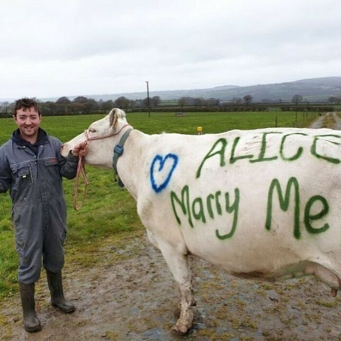 A smiling man next to a cow with a marriage proposal painted on it, a cursed image that is confusing and amusing.