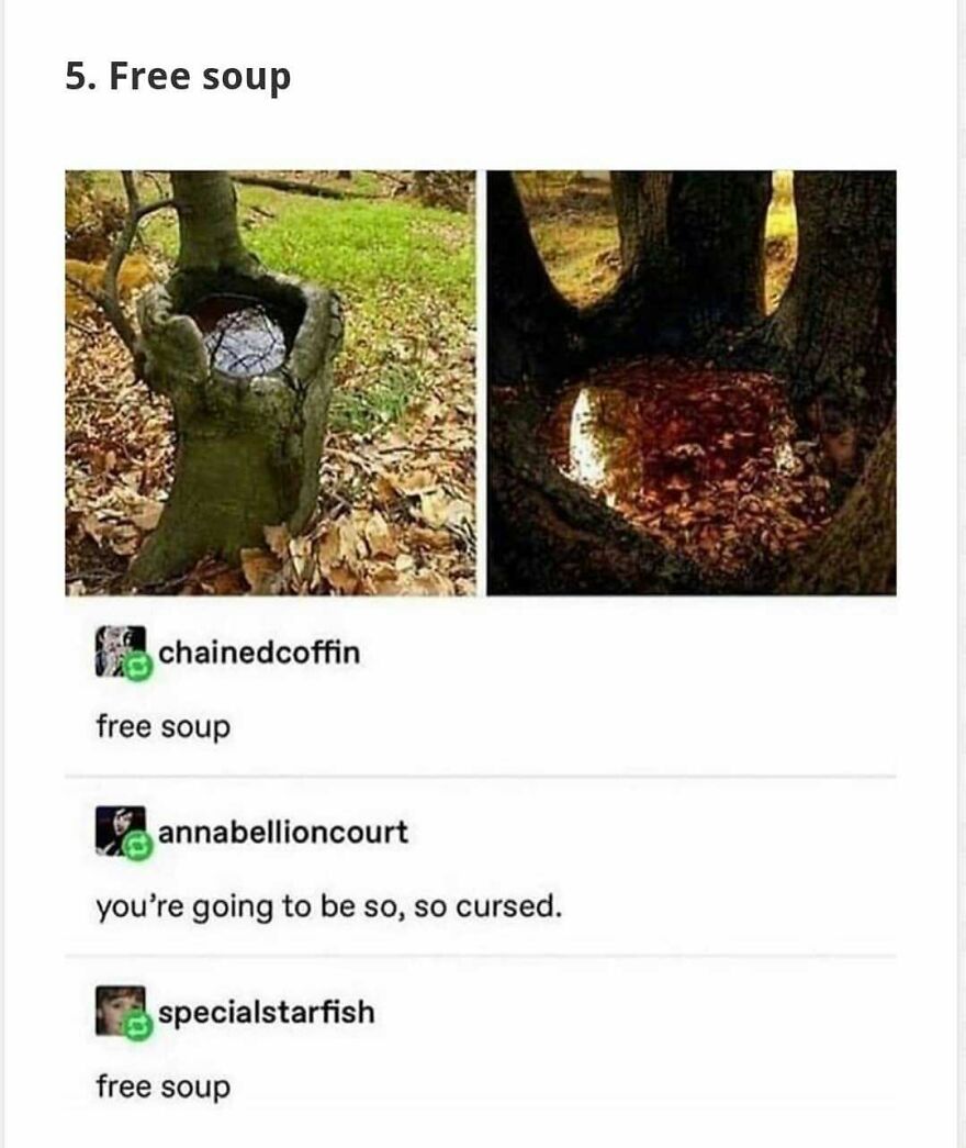 Tree hollow filled with water and leaves, joked as free soup, a camping and hiking meme about nature's surprises.