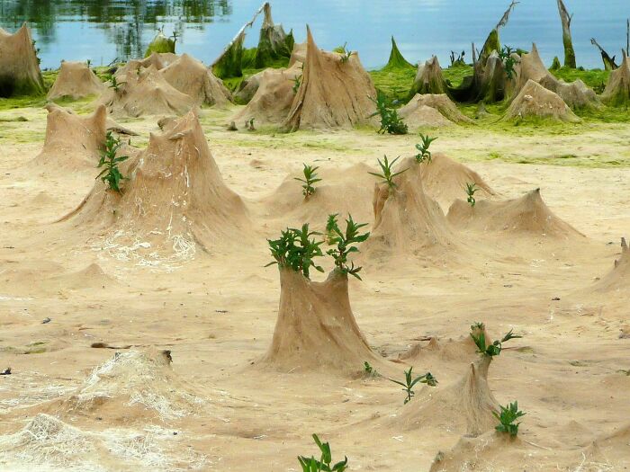 Unbelievable photos of small, sand-colored mounds with green sprouts, resembling a landscape from another universe.