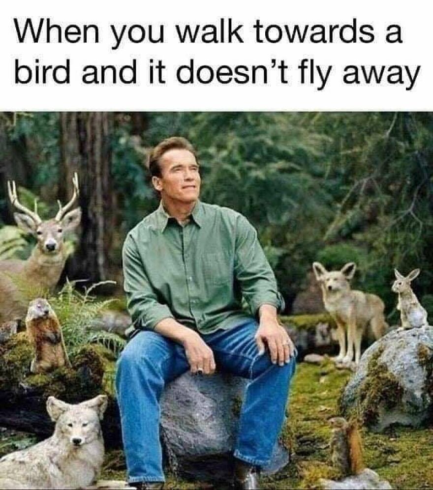 Man sitting in the forest surrounded by calm wildlife, illustrating camping and hiking memes about nature encounters.