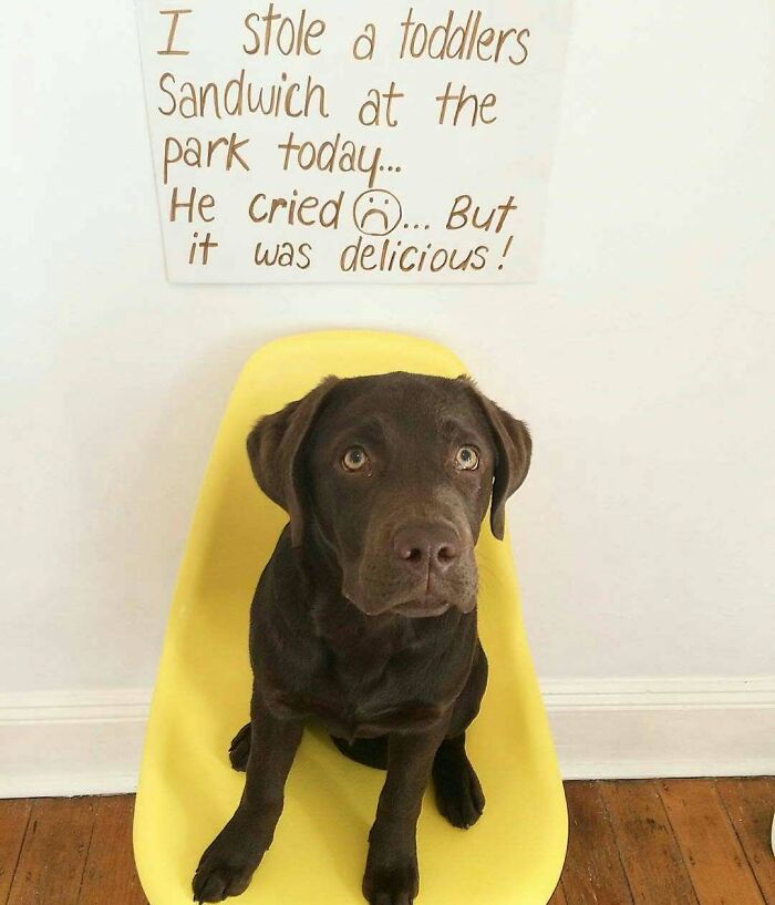 Chocolate lab sitting on yellow chair with sign describing pet shamed for stealing toddler's sandwich at the park.