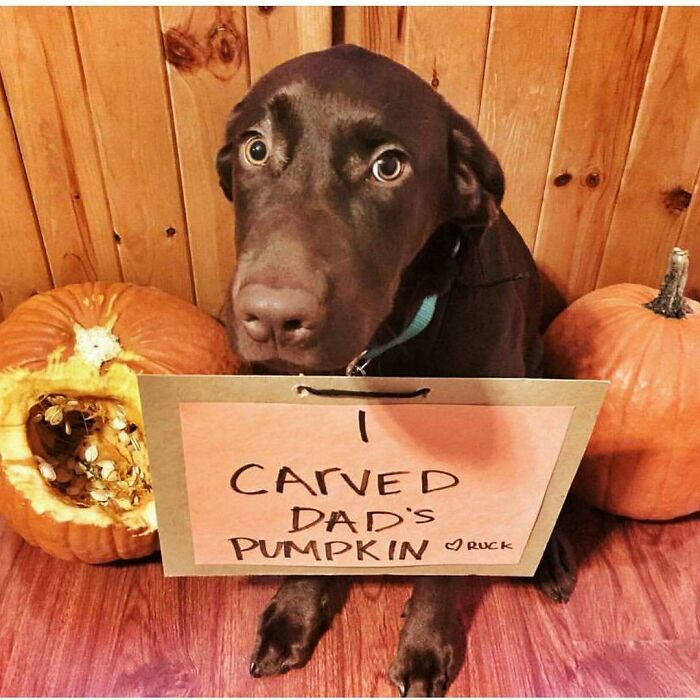 Chocolate dog with guilty look holding a pets shaming sign after carving dad's pumpkin on wooden floor background