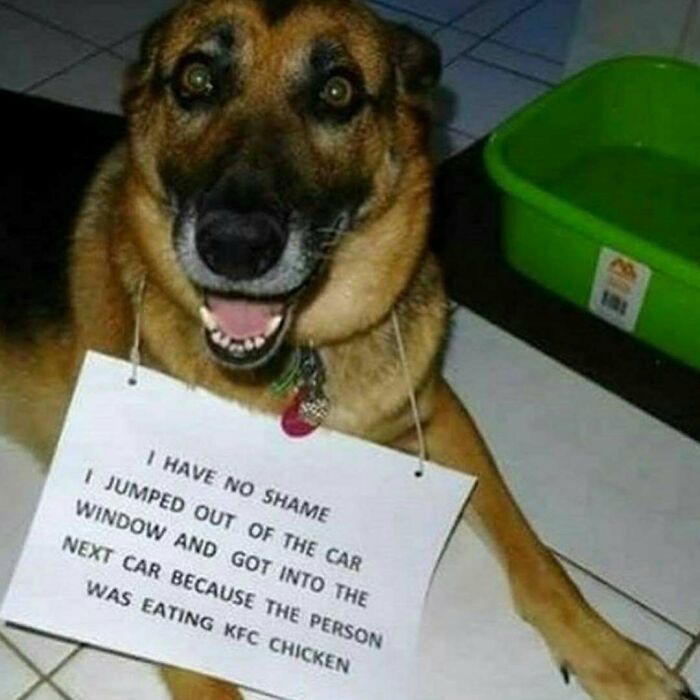 Happy dog wearing a sign admitting to jumping out of a car window in a funny pet shaming moment.