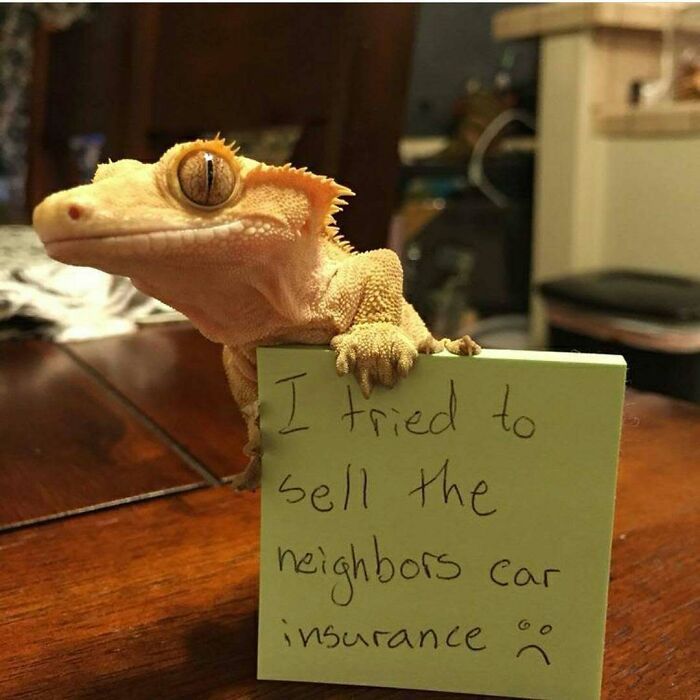 Orange crested gecko holding a funny shame sign, a hilarious example of pets and their horrible crimes.