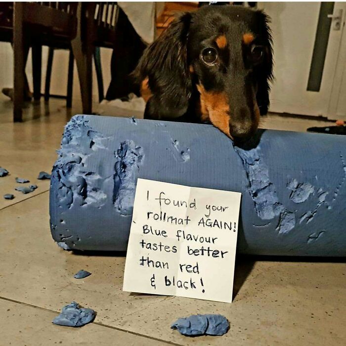 Dog caught chewing a blue roll mat with a note, showcasing a pet shamed for their hilariously horrible crimes.