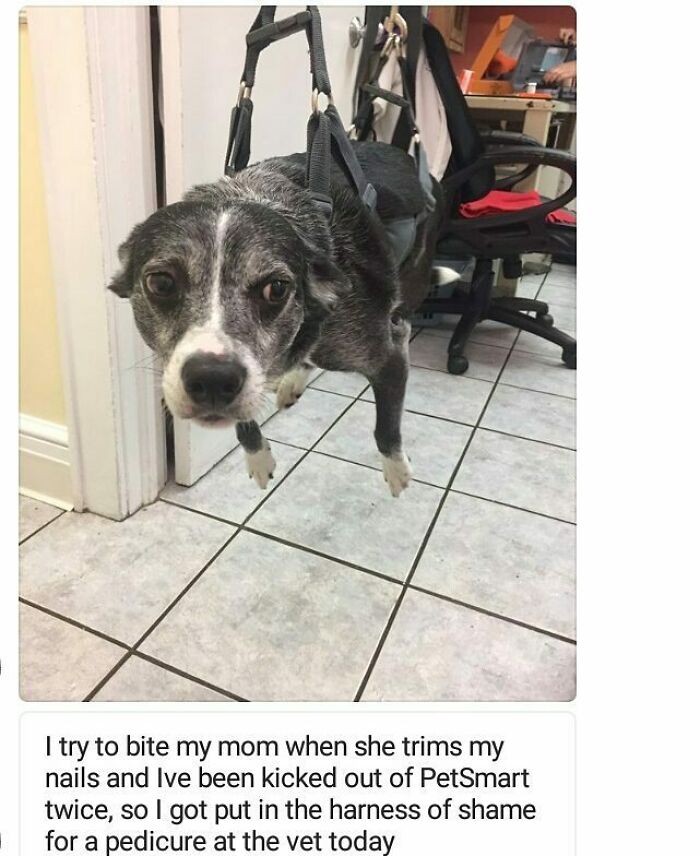 Dog in a harness of shame at the vet after being caught in a hilariously horrible pet crime during nail trimming.