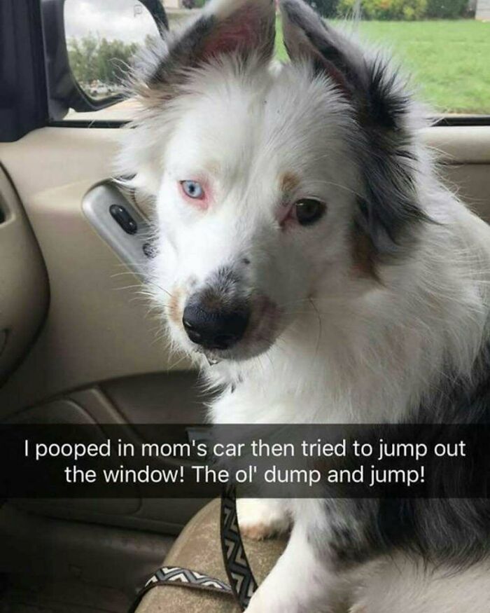 White and black dog with one blue eye sitting in car looking guilty after pooping inside, pet shaming for hilarious crimes.