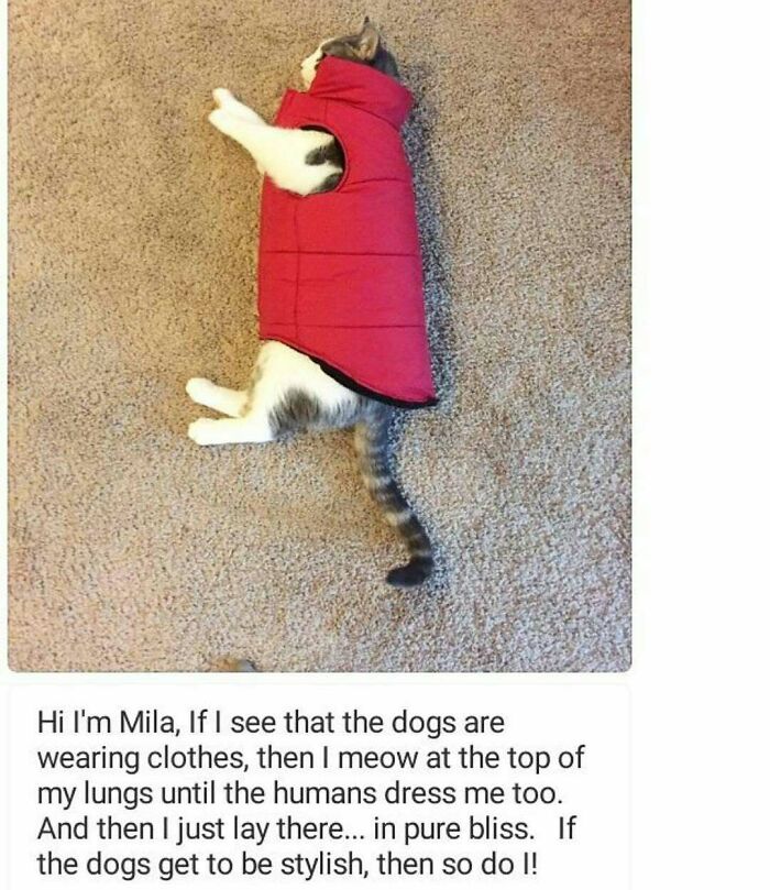 Cat wearing a red vest lying on carpet, showing pets shamed for their hilariously horrible crimes with clothing rebellion.