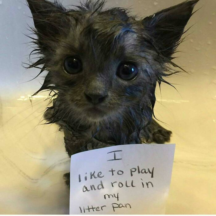 Wet kitten being shamed with a sign for playing and rolling in litter pan in a funny pet shaming moment.