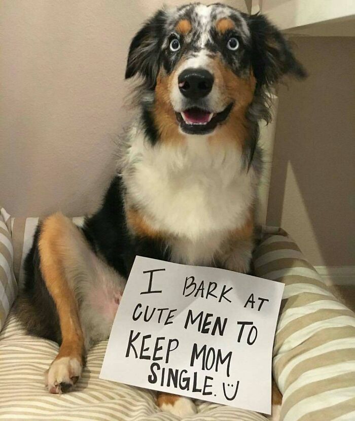 Happy dog holding a sign, part of pets shamed for their hilariously horrible crimes collection.