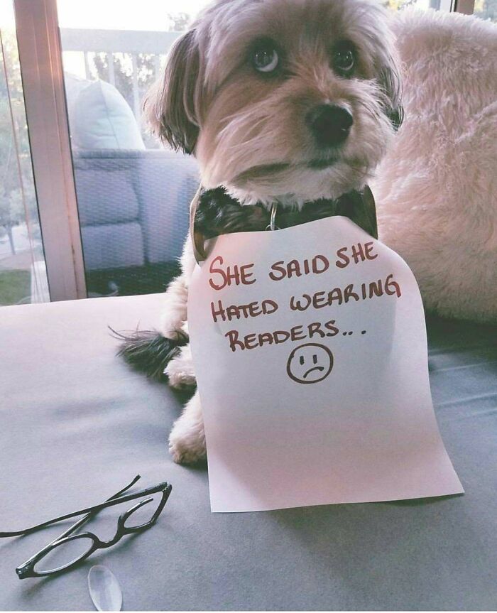 Small dog wearing a sign for pet shaming that says she hated wearing readers, next to a pair of glasses.