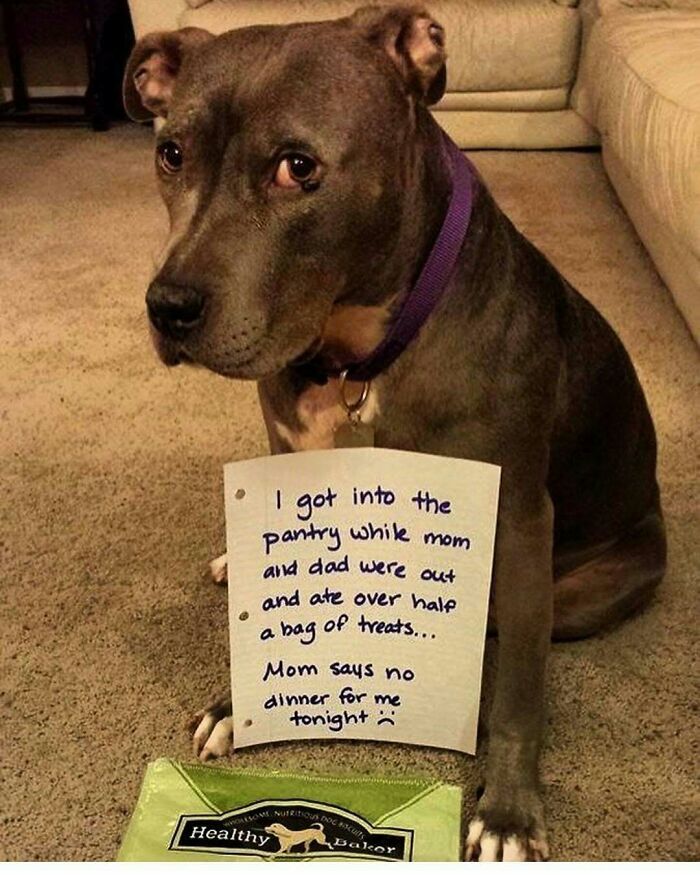 Dog pet shamed for getting into the pantry and eating half a bag of treats, captured in a hilarious pet crime moment.