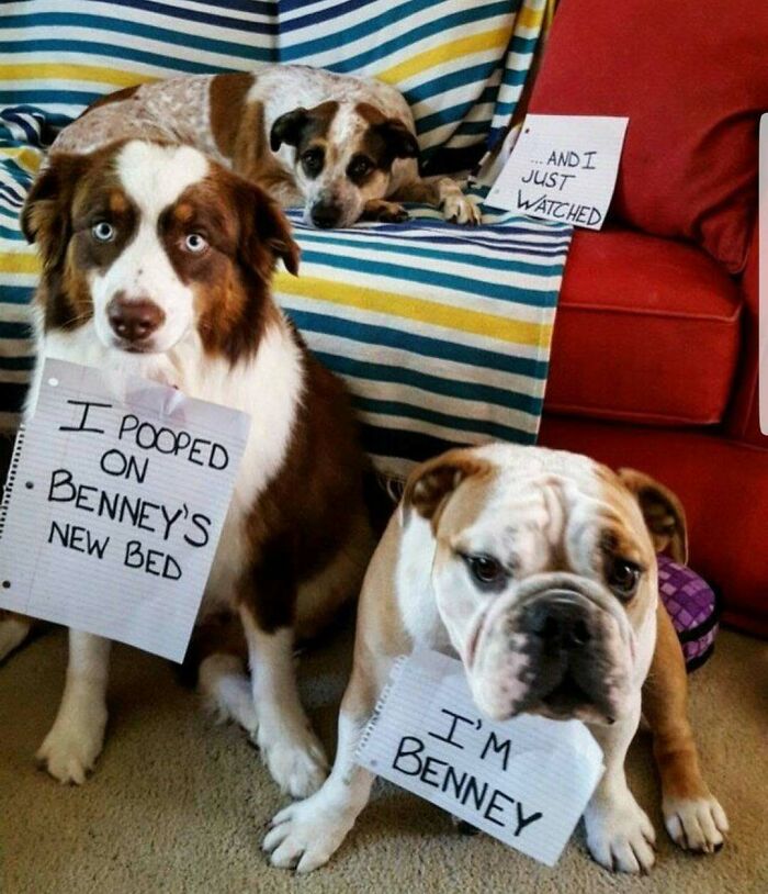 Three pets in a living room with signs showing their hilarious horrible crimes during pet shaming.