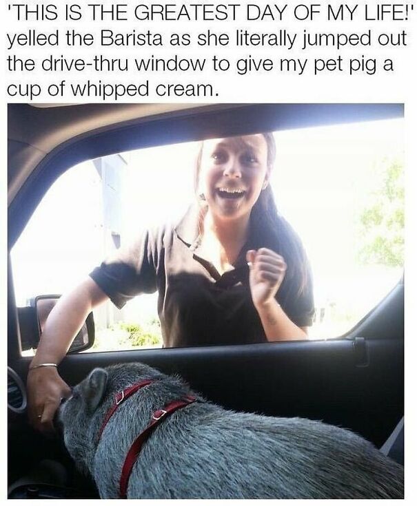 A wholesome meme showing a delighted barista giving whipped cream to a pet pig in a car.