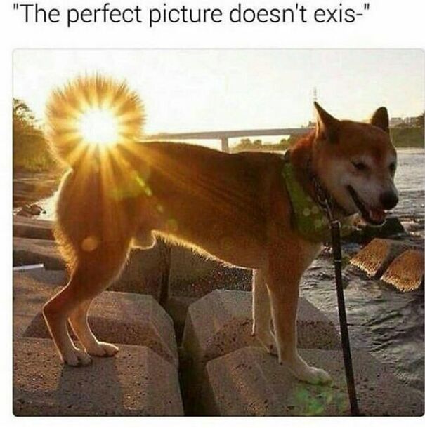 Wholesome posts and memes featuring a dog with the sun perfectly aligned behind its tail, creating a halo effect.