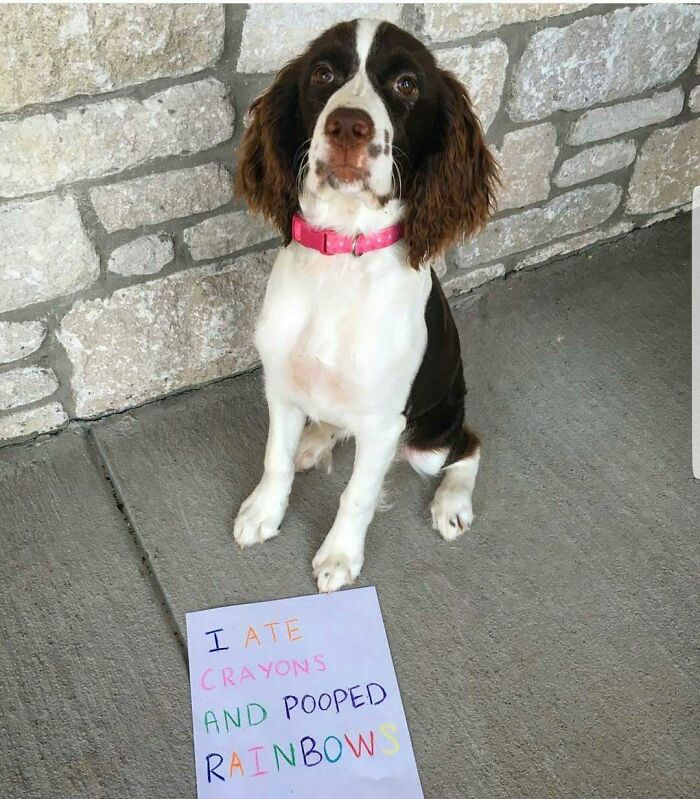 Dog sitting by a stone wall with a sign, part of pets shamed for their hilariously horrible crimes series.