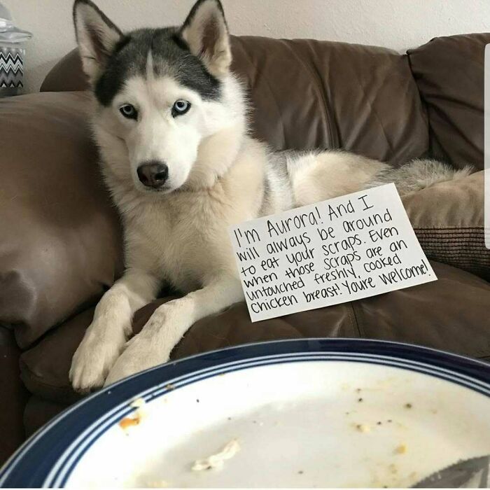 Husky pet shamed for eating freshly cooked chicken breast left on a plate in a hilarious pet crime moment.