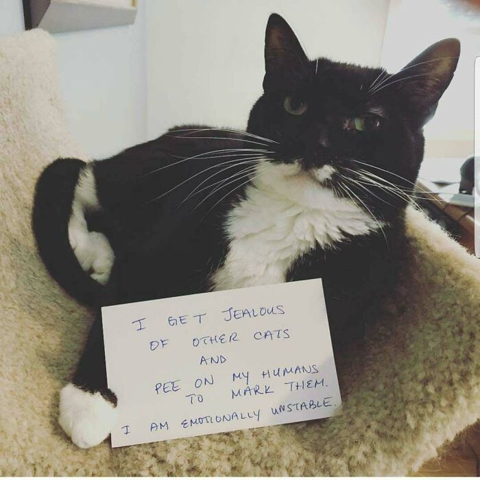 Black and white cat with a shame sign for pets hilariously horrible crimes involving jealousy and marking humans.