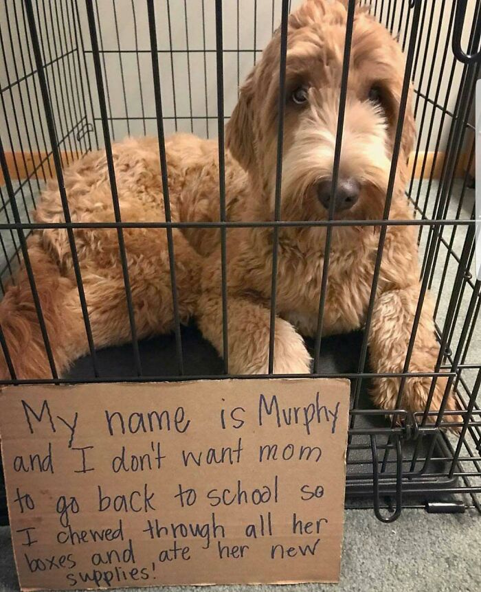 A dog named Murphy in a cage with a cardboard sign admitting to chewing and eating school supplies, pet shame.