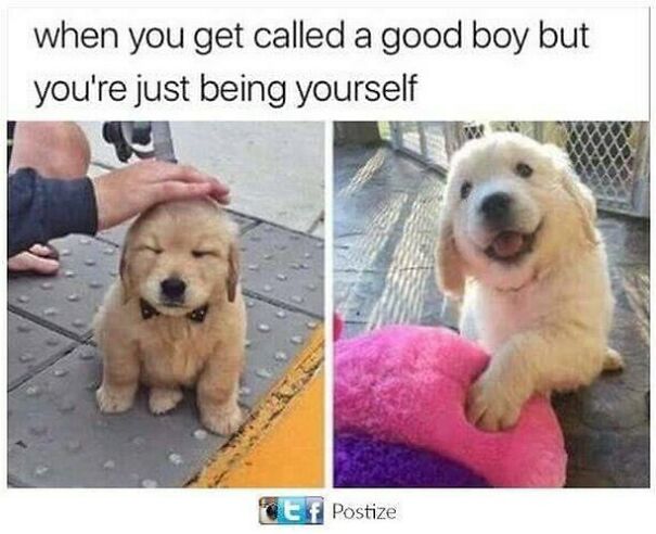 Two wholesome posts featuring adorable golden retriever puppies: one being petted, the other smiling with a toy.
