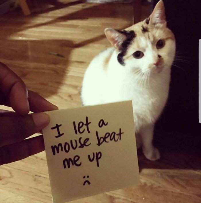 Cat next to a sign admitting failure in catching a mouse, featured in pets shamed for their hilarious horrible crimes.