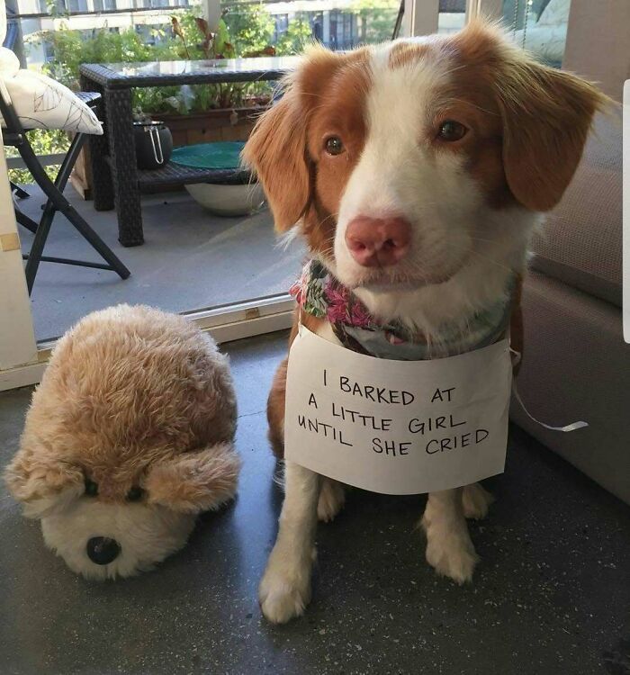 Dog wearing a sign about a pet shamed for barking at a little girl, illustrating hilarious pet shame moments.