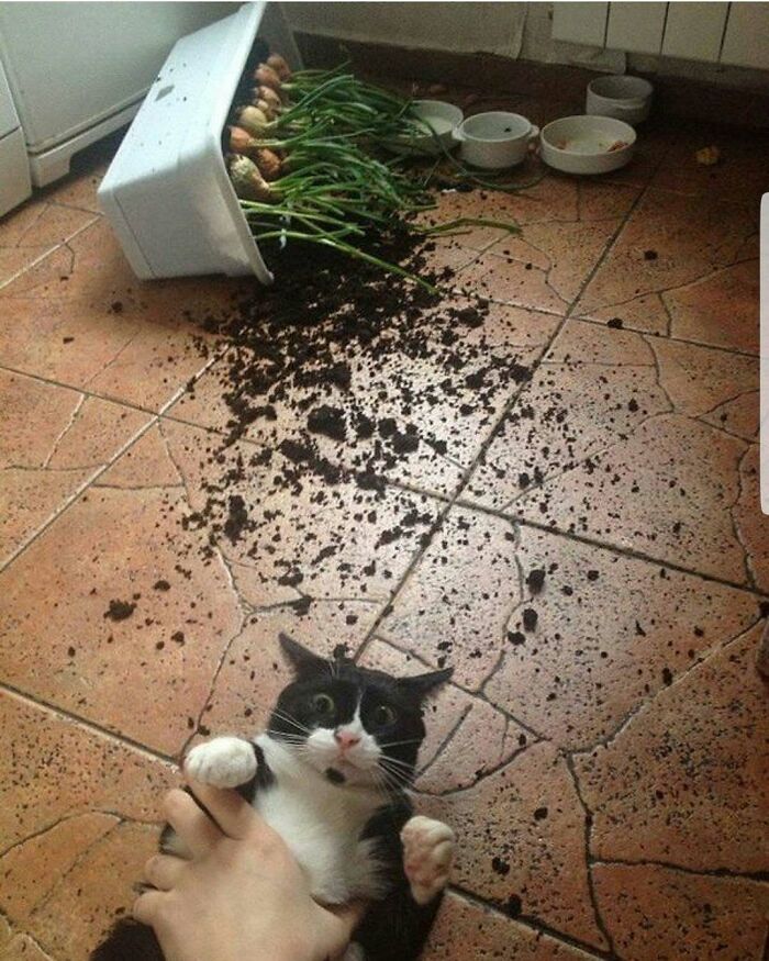 Black and white cat caught in the act with spilled plant soil on tiled floor in a funny pet shaming moment.