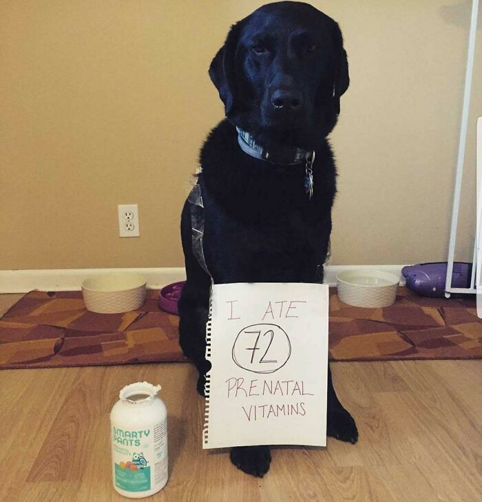 Black dog wearing a shame sign for eating 72 prenatal vitamins, a funny example of pets shamed for their horrible crimes.