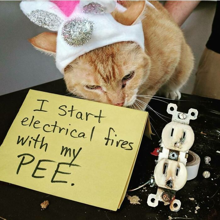 Cat wearing bunny ears shamed for starting electrical fires with its pee, a funny pet crime in pet shaming series.