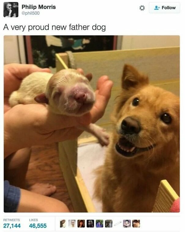 A wholesome post showing a golden dog looking proudly at a tiny, light-colored puppy held in a person's hand.