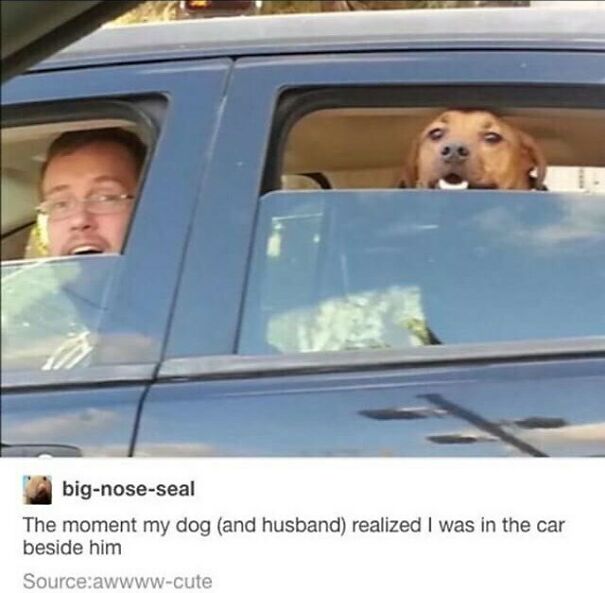 A man and his dog look surprised in a car. A wholesome post showing a funny meme.
