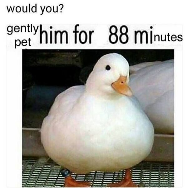 A wholesome post showing a fluffy white duck with the text "would you? gently pet him for 88 minutes."