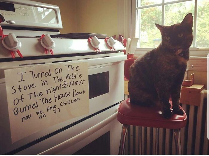 Cat sitting on a chair next to a stove with a sign shaming its funny pet crime of turning the stove on at night.