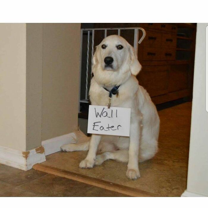 Golden retriever wearing a sign that says wall eater, part of pets shamed for their hilariously horrible crimes.