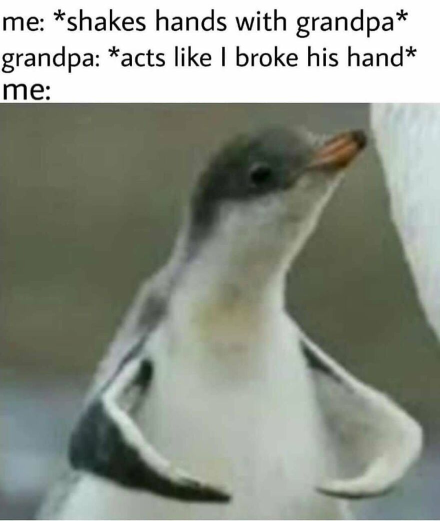 A funny bird meme featuring a penguin looking confused, illustrating a handshake with grandpa. Perfect for funny bird memes.