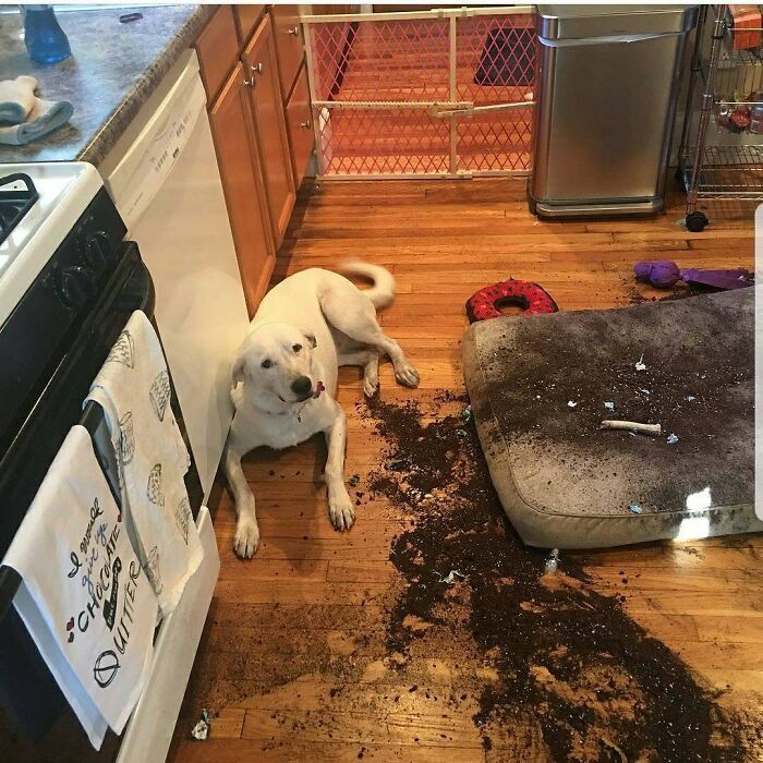 White dog sitting by a spilled dirt mess on the kitchen floor and a dirty pet bed, showcasing pets shamed for their hilarious crimes.