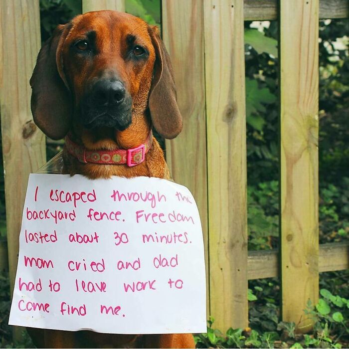Dog wearing a sign admitting to escaping through backyard fence in a funny pet shaming moment for horrible crimes